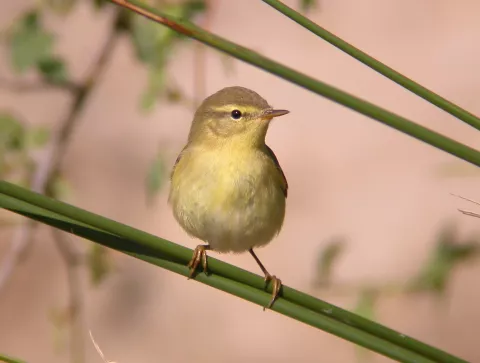 Mosquitero Musical