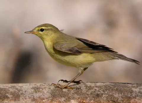 Mosquitero Musical