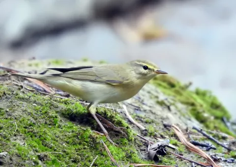 Mosquitero musical 2110