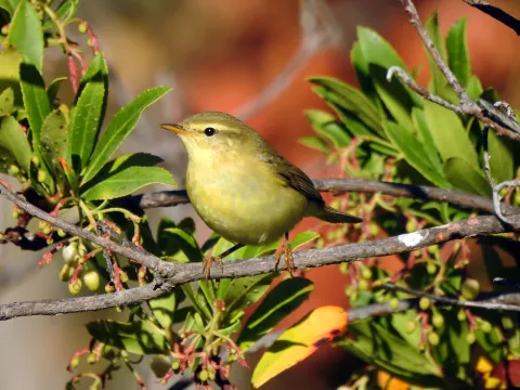 Mosquitero musical 2123