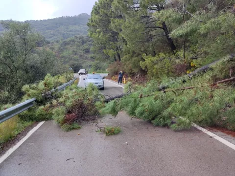 Caída de árboles en Antequera