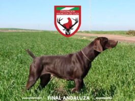 Osuna se Prepara para la Final Andaluza de Perros de Muestra este Fin de Semana