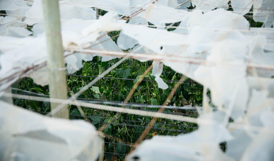 La Junta Lanza Nueva Convocatoria de Ayudas para Seguros Agrarios con un Presupuesto de 5,8 Millones