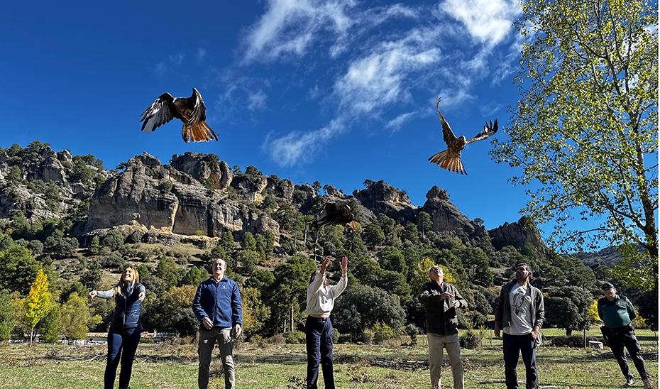Andalucía Refuerza la Conservación del Milano Real con la Suelta Andalucía Refuerza la Conservación del Milano Real con la Suelta de 23 Ejemplares en Cazorla
