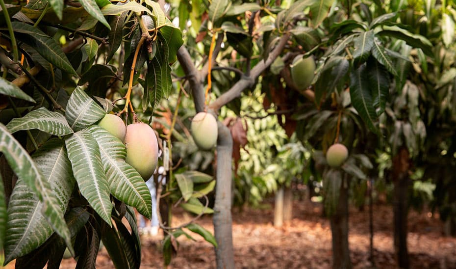 Bioplástico Innovador con Extracto de Hoja de Mango: Avance Andaluz Bioplástico Innovador con Extracto de Hoja de Mango: Avance Andaluz en Conservación de Alimentos