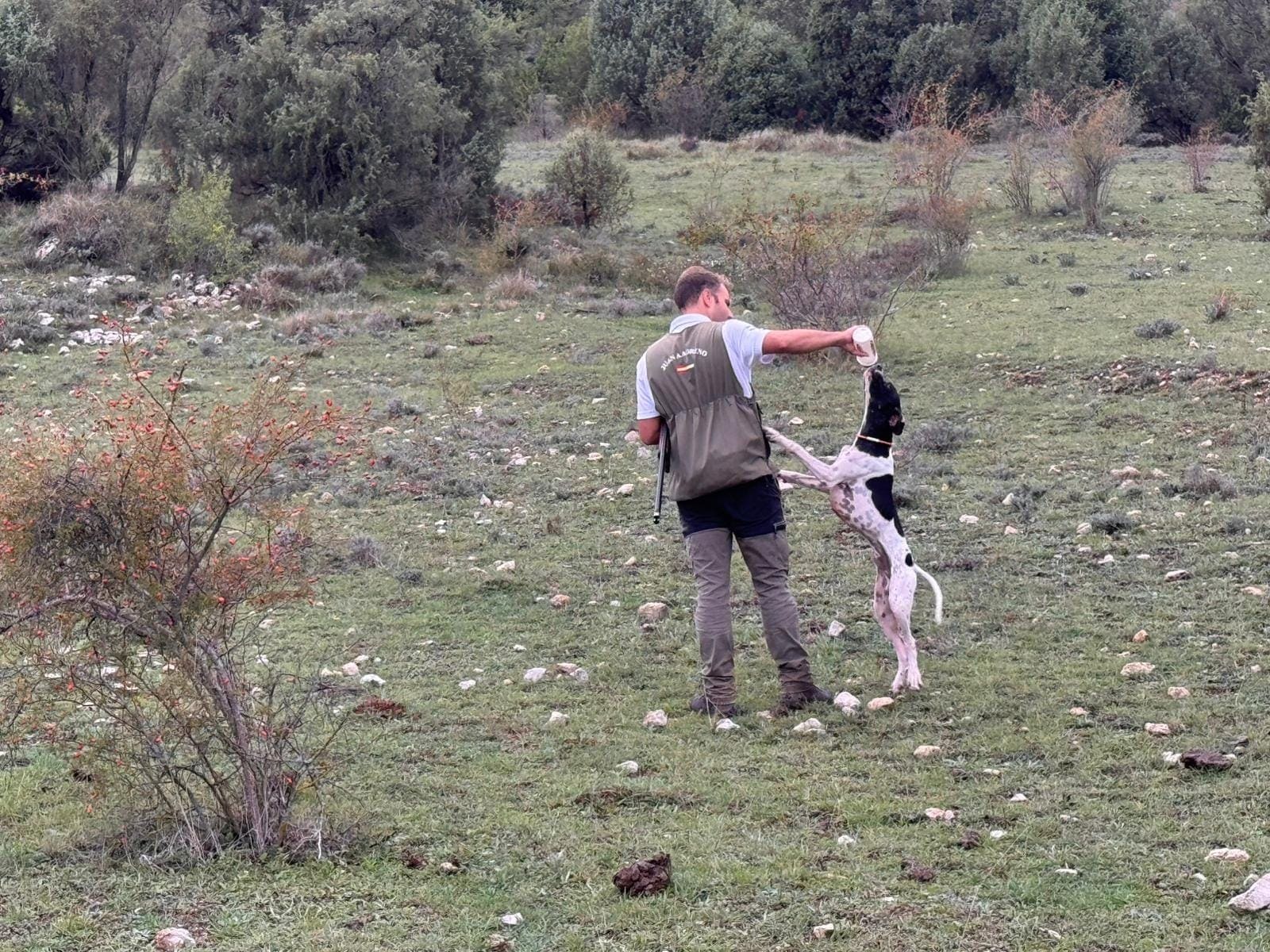 Primer estudio oficial sobre protección animal desmiente mitos sobre abandono Primer estudio oficial sobre protección animal desmiente mitos sobre abandono de perros de caza en España – Federación Andaluza de Caza