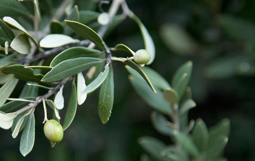 Ayudas de 22,5 Millones de Euros para el Sector Agrario por Problemas Sanitarios en Cultivos y Ganado