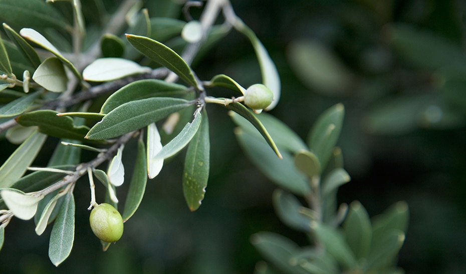 Ayudas de 22,5 Millones de Euros para el Sector Agrario por Problemas Sanitarios en Cultivos y Ganado 1 Ayudas de 22,5 Millones de Euros para el Sector Agrario por Problemas Sanitarios en Cultivos y Ganado