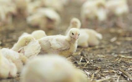 Bifeedoo Refuerza su Dedicación Sostenible en la Avicultura Ecológica 1 Silvia Pastor