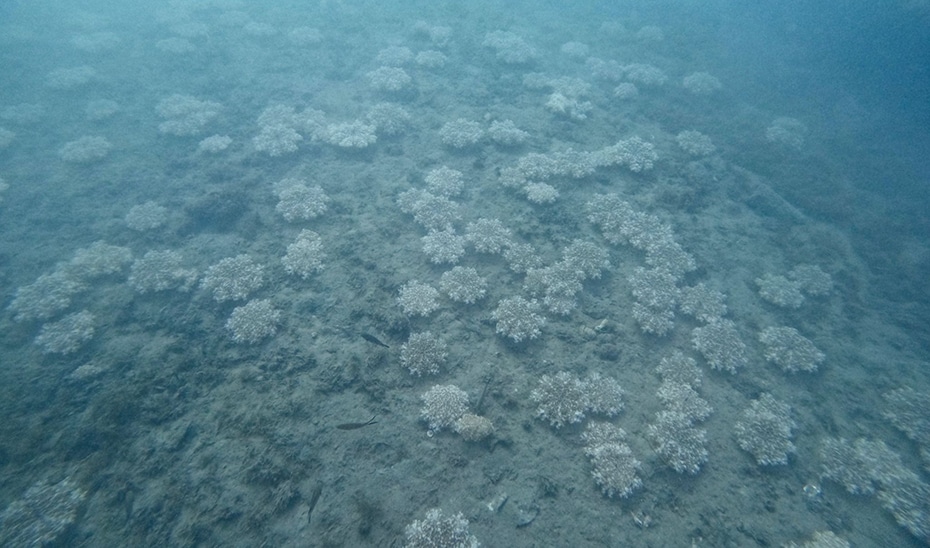 Confirmación de Nueva Especie de Medusa Alóctona en el Litoral Andaluz