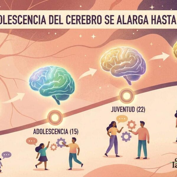 Cuatro Hitos Transformadores que Reorganizan la Vida del Cerebro