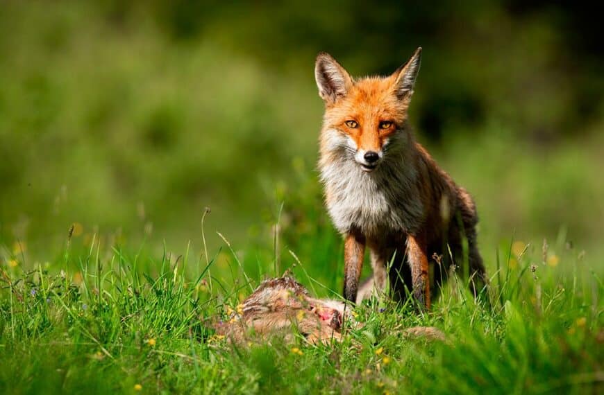 "El Control de Predadores: Clave para la Conservación de la Biodiversidad según Revisión Científica del Reino Unido" - Federación Andaluza de Caza