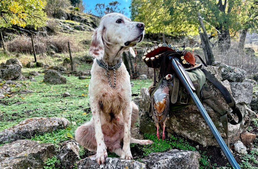 El Parlamento de Andalucía rechaza la prohibición inmediata de munición de plomo en la caza, según la Federación Andaluza de Caza