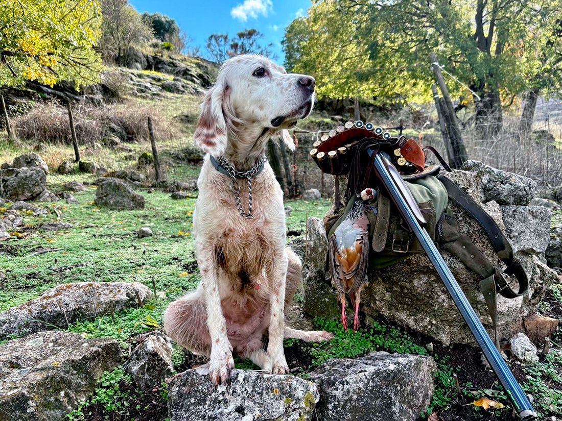 El Parlamento de Andalucía rechaza la prohibición inmediata de munición de plomo en la caza, según la Federación Andaluza de Caza