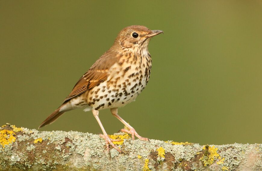 Inicio de la nueva campaña de censos de aves migratorias invernantes el 15 de noviembre en el Observatorio Cinegético – Federación Andaluza de Caza