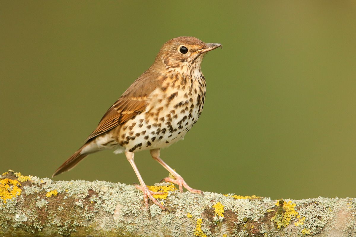 Inicio de la nueva campaña de censos de aves migratorias invernantes el 15 de noviembre en el Observatorio Cinegético – Federación Andaluza de Caza 1 Inicio de la nueva campaña de censos de aves migratorias invernantes el 15 de noviembre en el Observatorio Cinegético – Federación Andaluza de Caza