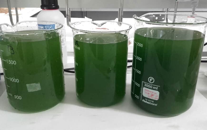 Investigadores Andaluces Producen Biomasa de Microalgas Usando Aguas de Almazara