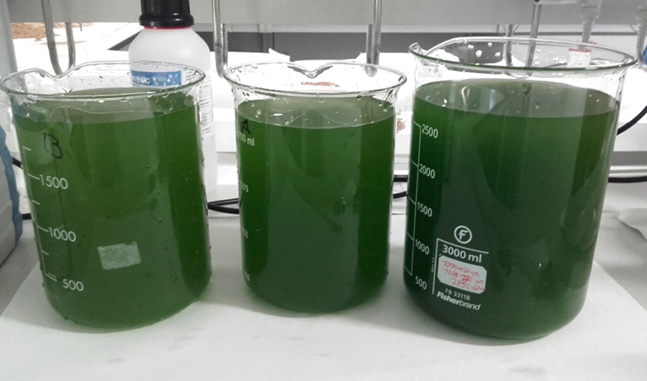 Investigadores Andaluces Producen Biomasa de Microalgas Usando Aguas de Almazara