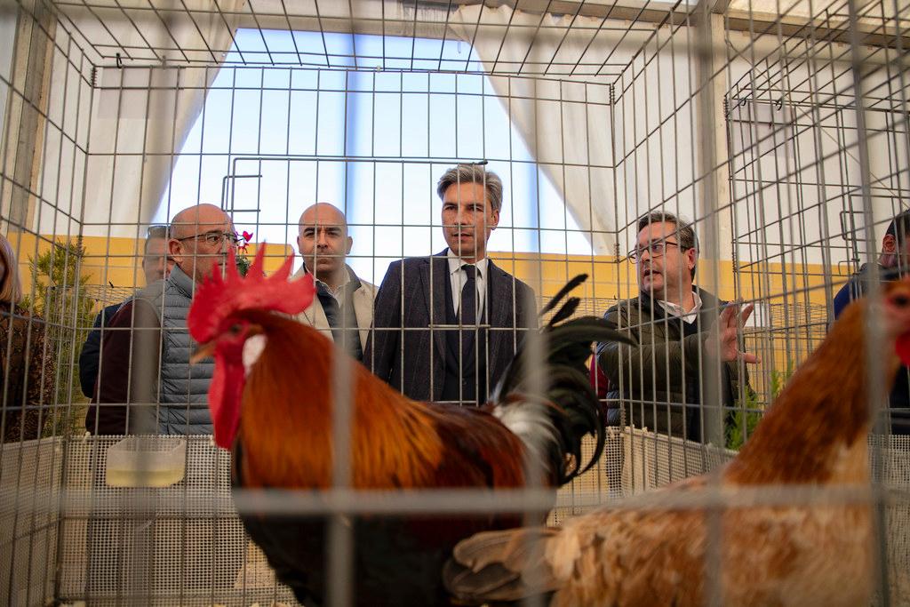 La Diputación de Córdoba Suspende la Celebración de AVICOR 2025 por la Situación de Gripe Aviar