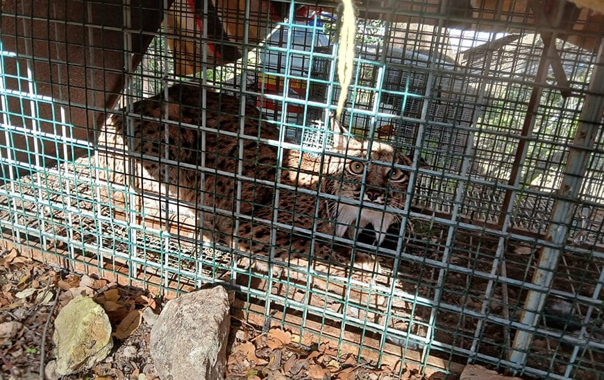 La Junta Anuncia Avance Histórico en la Expansión del Lince Ibérico con el Descubrimiento de una Hembra Adulta en Cabra