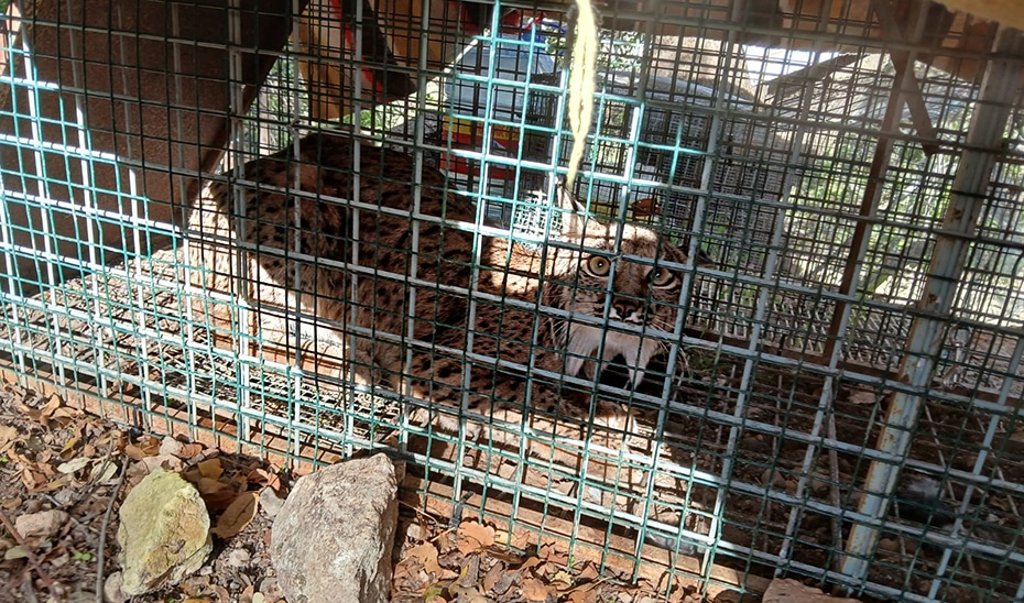 La Junta Anuncia Avance Histórico en la Expansión del Lince Ibérico con el Descubrimiento de una Hembra Adulta en Cabra