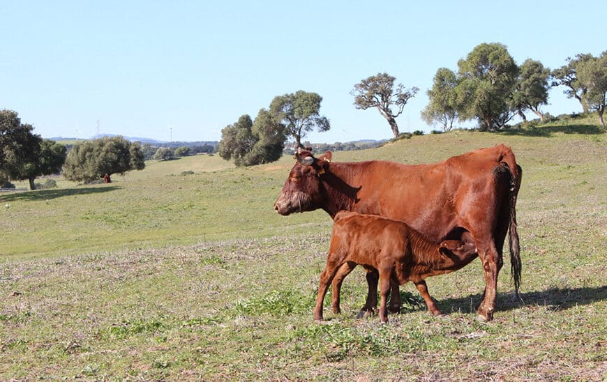 La Junta Gestiona Ayudas de 600.000 Euros para Apoyar al Sector Ganadero en Andalucía