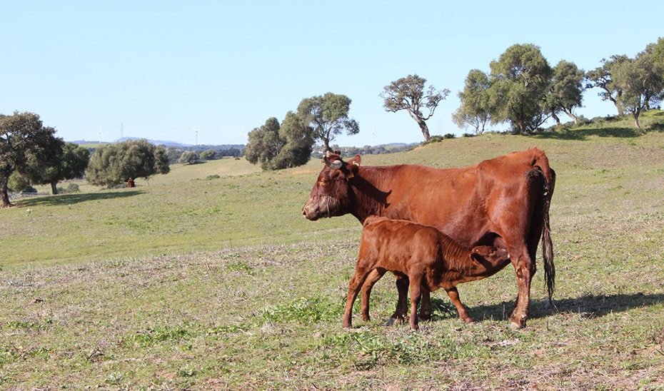 La Junta Gestiona Ayudas de 600.000 Euros para Apoyar al Sector Ganadero en Andalucía 1 La Junta Gestiona Ayudas de 600.000 Euros para Apoyar al Sector Ganadero en Andalucía
