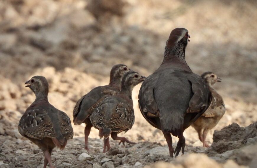 La importancia de normativas autonómicas para el control de depredadores, según la Federación Andaluza de Caza