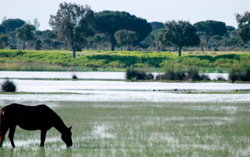 Publicación de Bases para Ayudas de Renaturalización en el Norte de la Corona Forestal de Doñana