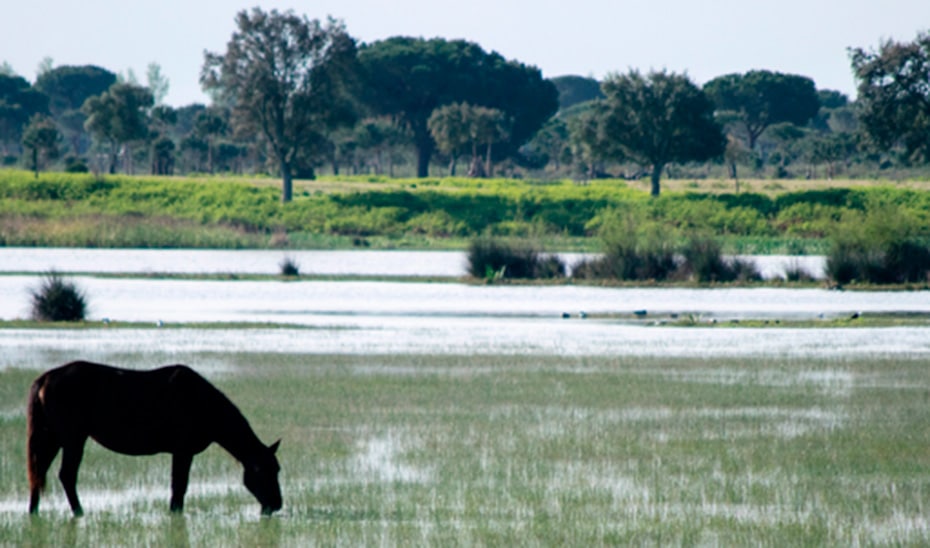 Publicación de Bases para Ayudas de Renaturalización en el Norte de la Corona Forestal de Doñana 1 Publicación de Bases para Ayudas de Renaturalización en el Norte de la Corona Forestal de Doñana