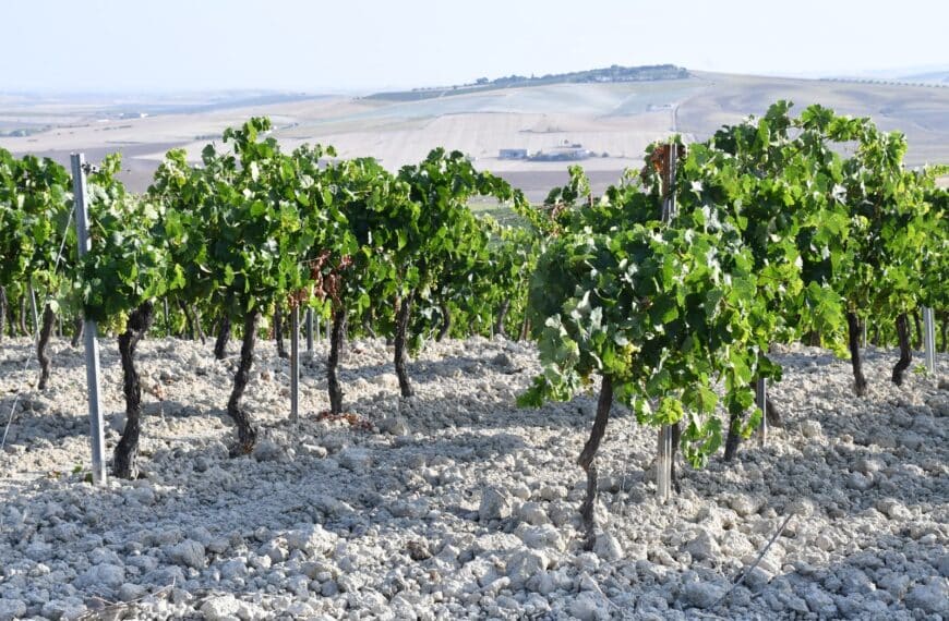 Análisis Actual y Desafíos Futuros de las Cooperativas Agroalimentarias en la Provincia: Estudio de la Diputación