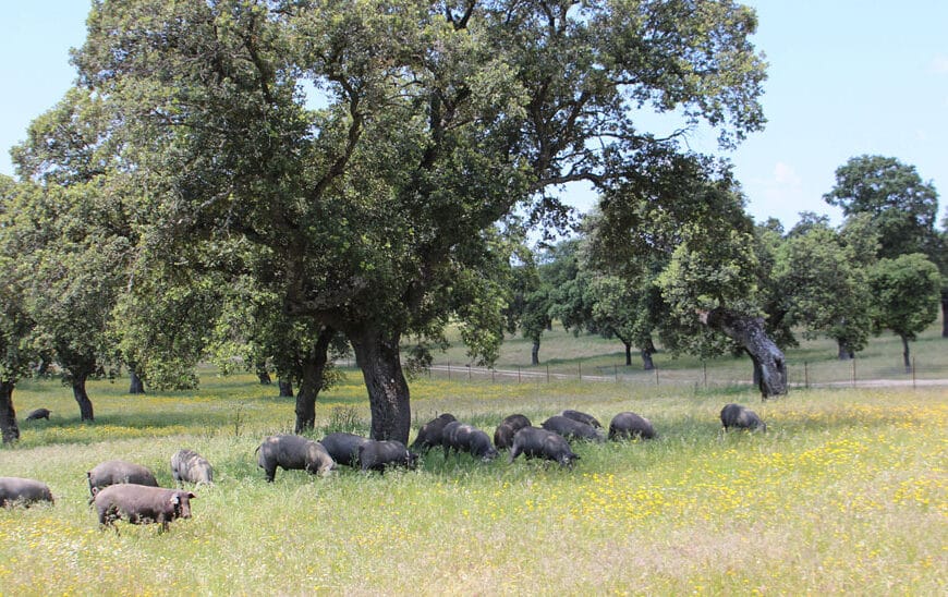 Andalucía Refuerza Medidas de Prevención ante Brotes de Peste Porcina Africana en Cataluña