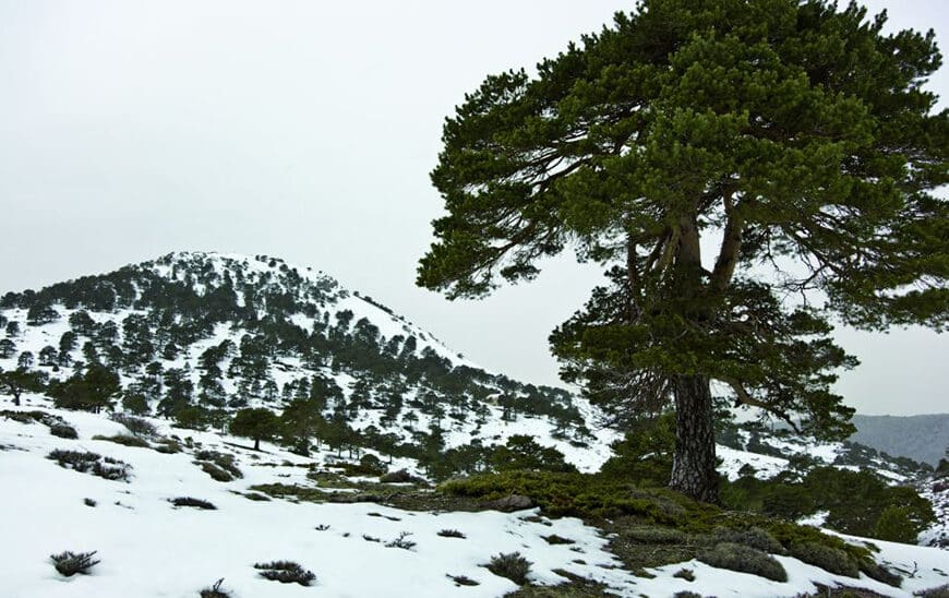 Aprobación de Nuevos Instrumentos de Gestión para el Parque Natural Sierra de Baza por la Junta