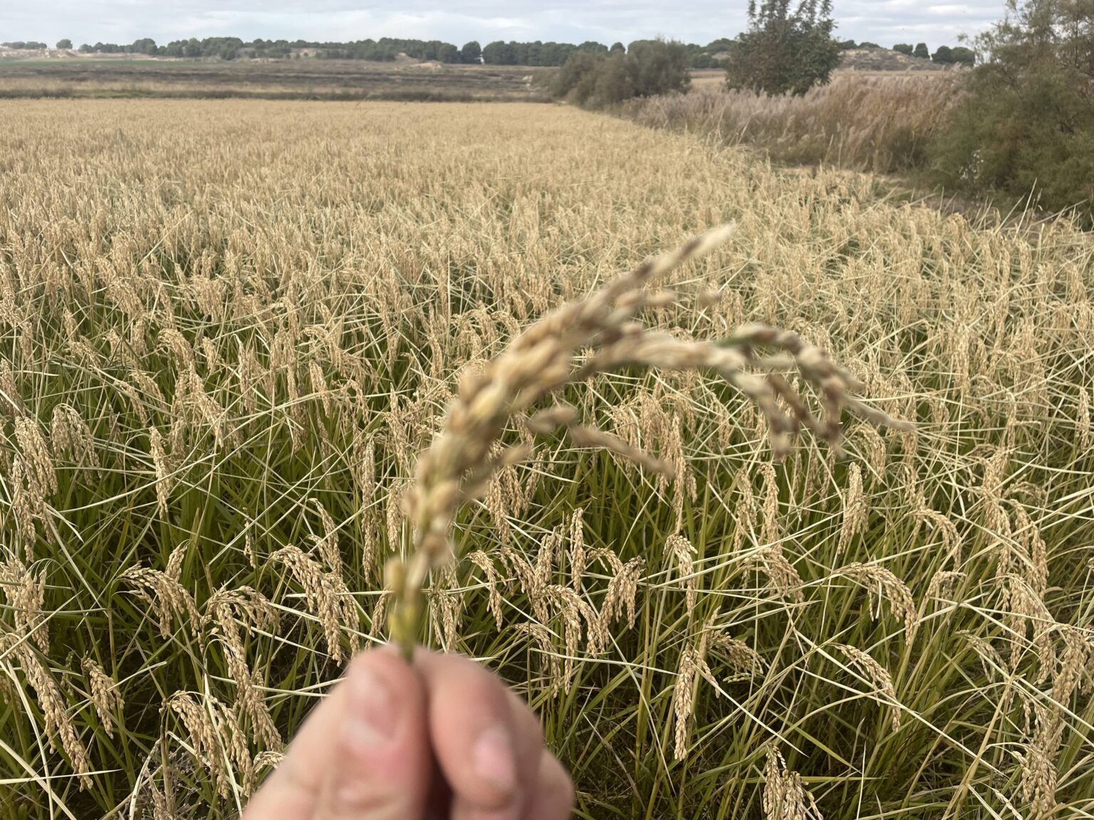 BioPalacín Planet Impulsa Ventas de Arroz Ecológico Gracias a Creciente Conciencia por Salud y Sostenibilidad Ambiental 1 BioPalacín Planet impulsa las ventas de arroz ecológico gracias a la concienciación sobre salud y medio ambiente