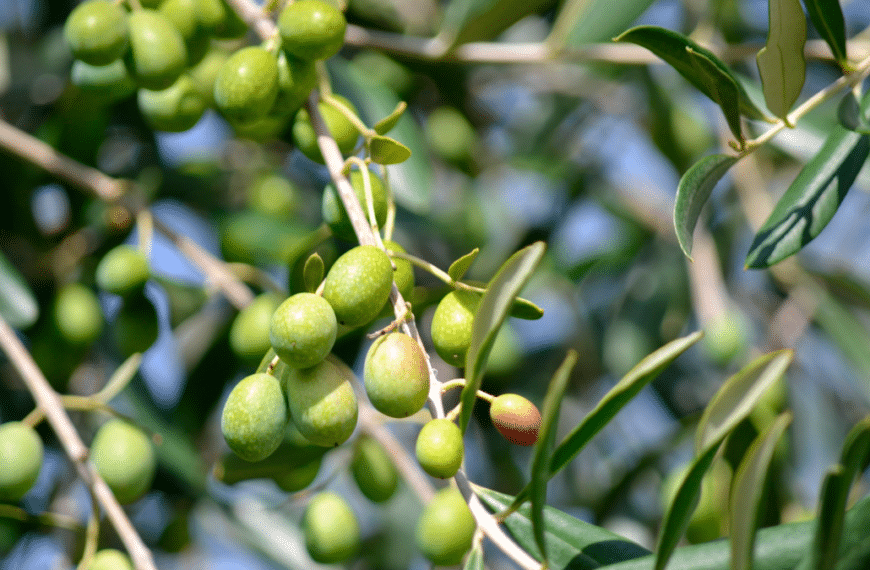 Aceitunas.