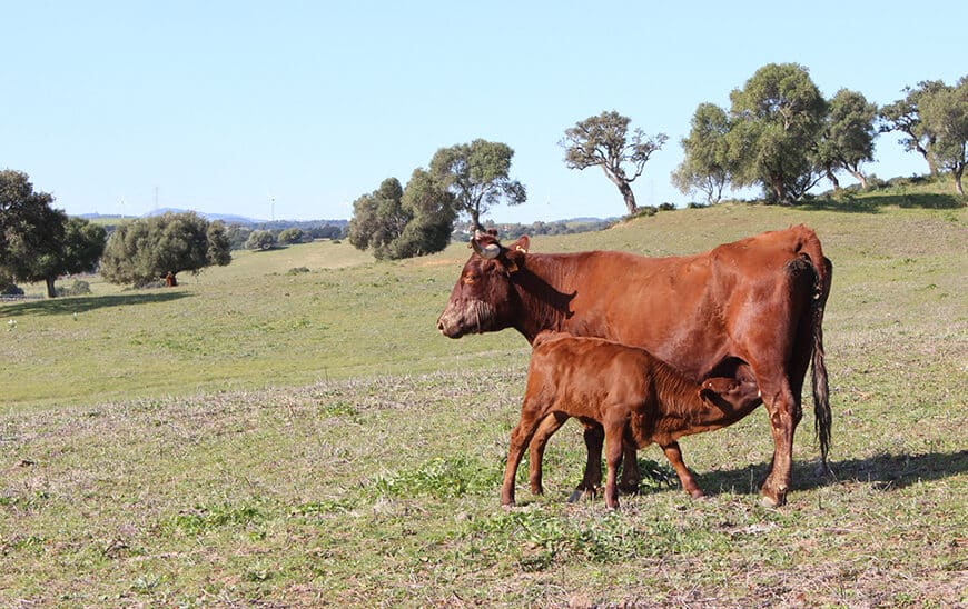 Convocatoria de Ayudas por 6,8 Millones para las Agrupaciones de Defensa Sanitaria Ganadera por el Ministerio de Agricultura
