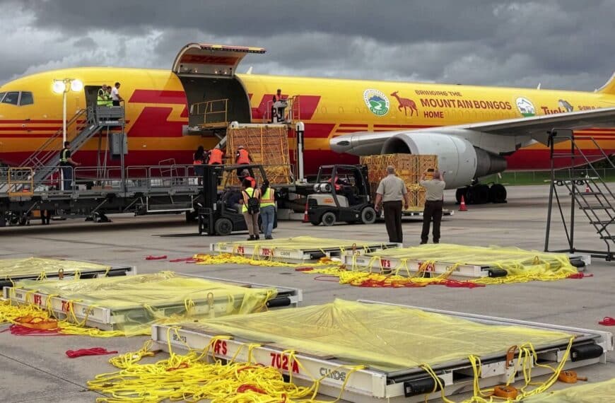 DHL presenta los envíos más insólitos realizados a lo largo de 2025