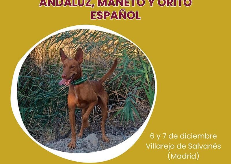 El Equipo Andaluz de Podenco Andaluz, Maneto y Orito Aspira a Revalidar Éxitos en el Campeonato de España