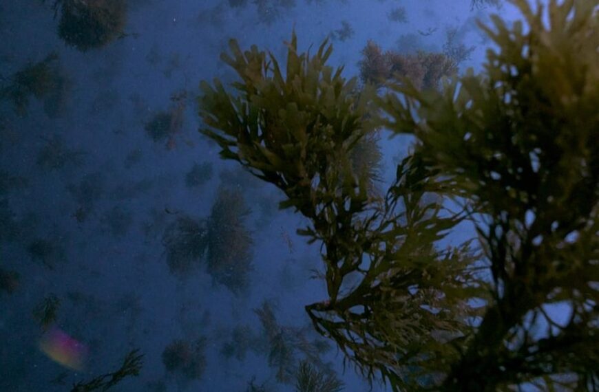 Impacto del Alga Invasora en el Litoral: Un Documental Submarino Patrocinado por la Diputación de Cádiz