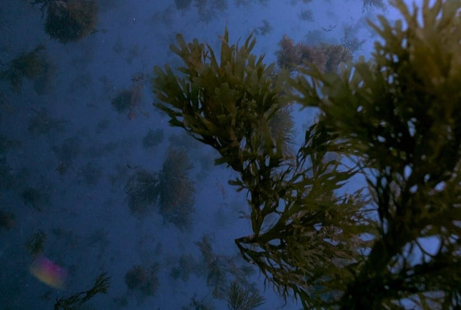 Impacto del Alga Invasora en el Litoral: Un Documental Submarino Patrocinado por la Diputación de Cádiz 1 Impacto del Alga Invasora en el Litoral: Un Documental Submarino Patrocinado por la Diputación de Cádiz