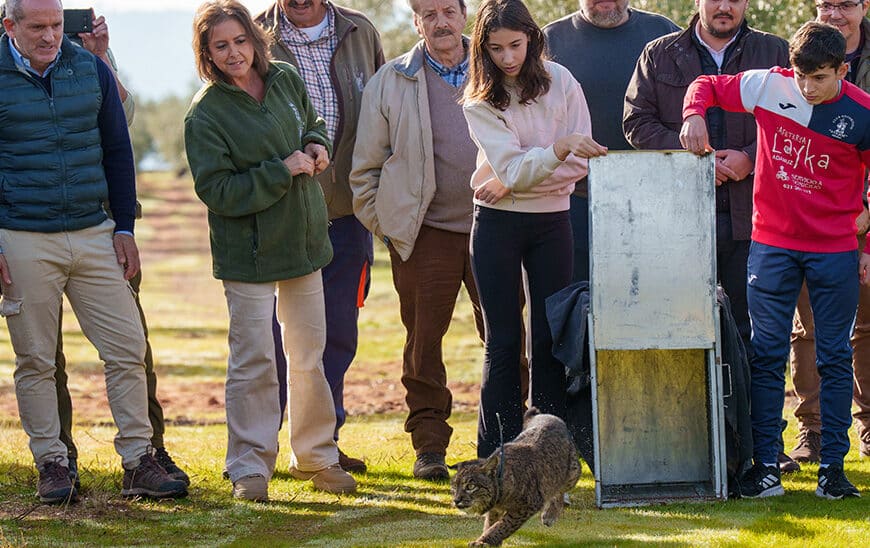 Kai, la Lince Ibérica Recuperada, Regresa al Medio Natural en Adamuz desde el CREA de los Villares