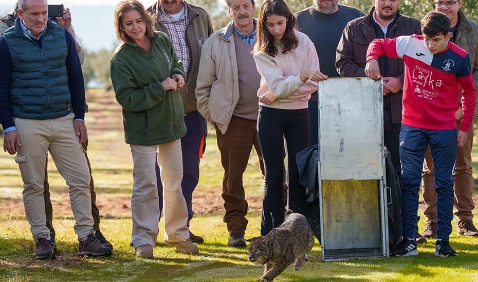 Kai, la Lince Ibérica Recuperada, Regresa al Medio Natural en Adamuz desde el CREA de los Villares 1 Kai, la Lince Ibérica Recuperada, Regresa al Medio Natural en Adamuz desde el CREA de los Villares