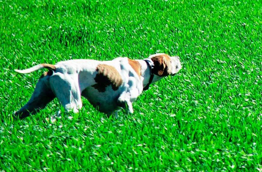 La FAC y la Asociación Pointer de Caza organizan pruebas conjuntas de caza y trabajo para la raza Pointer