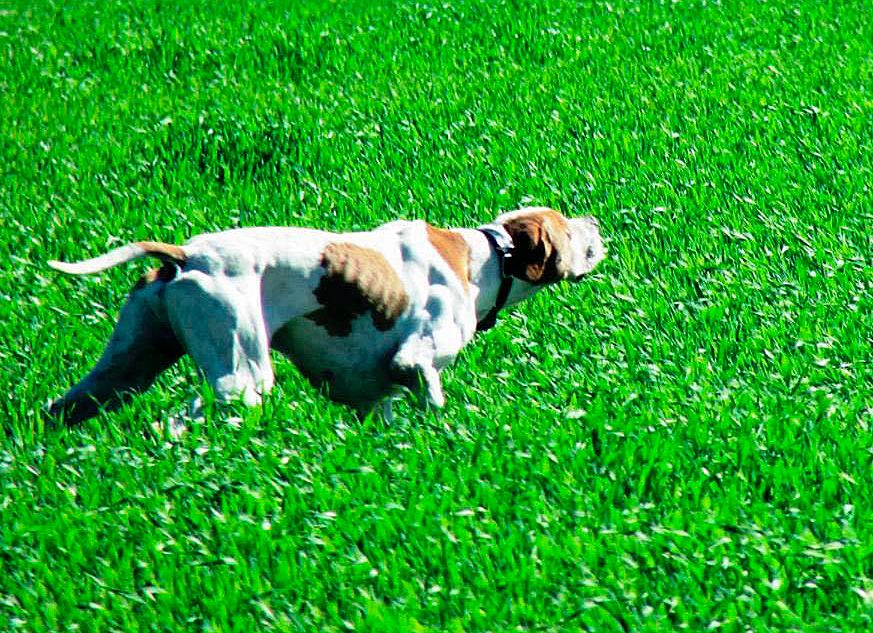 La FAC y la Asociación Pointer de Caza organizan pruebas conjuntas de caza y trabajo para la raza Pointer 1 La FAC y la Asociación Pointer de Caza organizan pruebas conjuntas de caza y trabajo para la raza Pointer