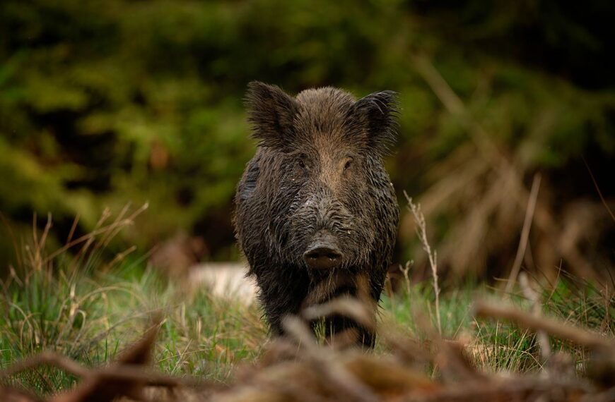 «La Federación Andaluza de Caza: Nuestro Compromiso No Está en Venta»