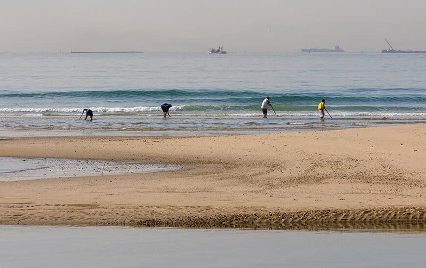 La Junta Anuncia Reapertura del Marisqueo de Coquina a Pie en el Golfo de Cádiz el 17 de Diciembre