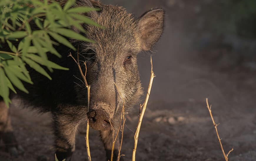 La Junta Aprueba la Orden de Acreditación y Métodos de Control de Predadores Cinegéticos