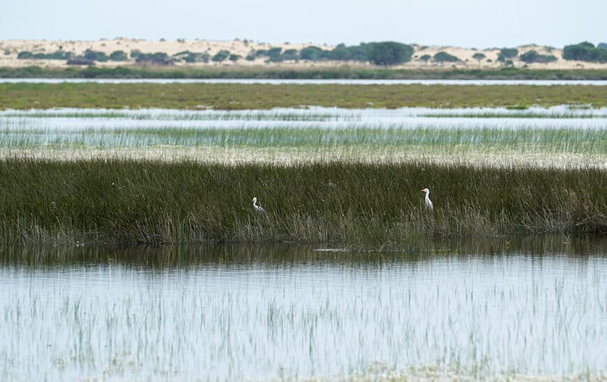 La Junta Exige al Gobierno Retirar el Deslinde Aprobado para Doñana y Atender Alegaciones