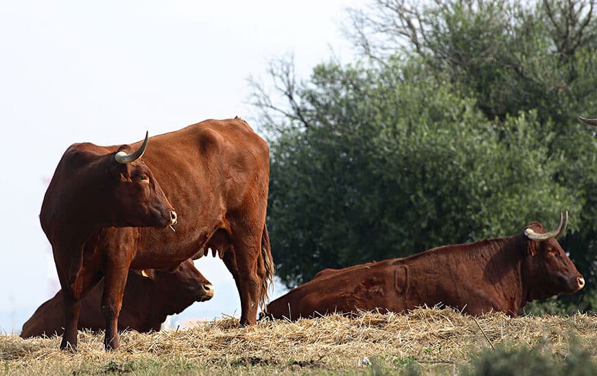 La Junta subvenciona 31 proyectos de turismo cinegético y actividades del campo bravo