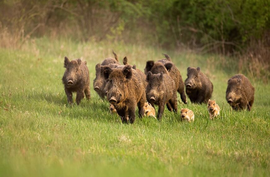 La caza: herramienta clave para prevenir la Peste Porcina Africana en Andalucía, según la Federación Andaluza de Caza